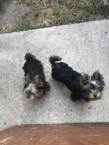 Yorkshire Terrier - Ofélia