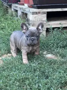 Francia bulldog - Odin