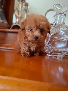 Maltipoo - Maltipoo Toy M