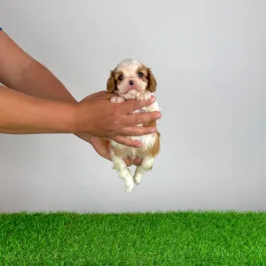 Cavalier King Charles Spaniel - Karosso