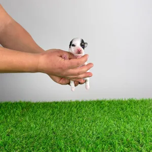 Biewer Terrier - Ola