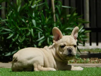 French Bulldog - Zazi