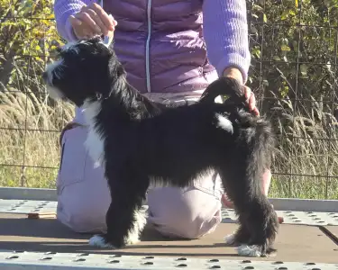 Terier tybetański - Josephine