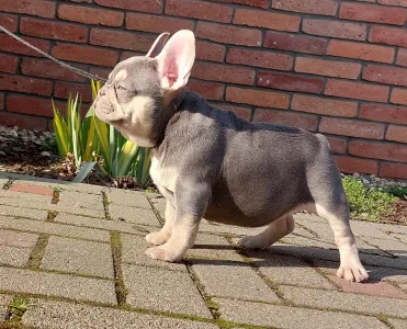 French Bulldog - Nina