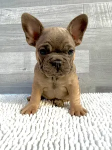 Francia bulldog - Héra