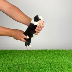 Australian Shepherd - Gisela