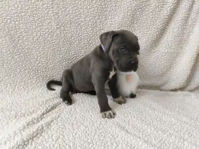 Cane Corso Italiano - Forza Di Diavolo Dorothy