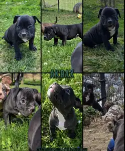 Amerikai Bully - Pocket - Ak Bully Dax