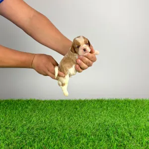 Cavalier King Charles Spaniel - Effi