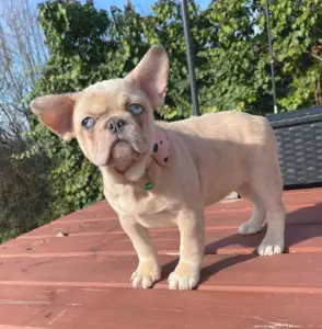 French Bulldog - Georgina