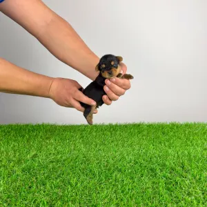 Yorkshire Terrier - Pando