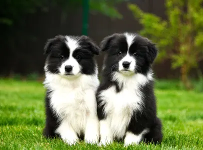 Border Collie - Leclway 