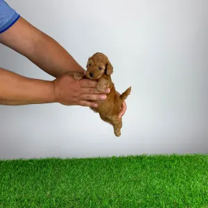Poodle Toy - Smile