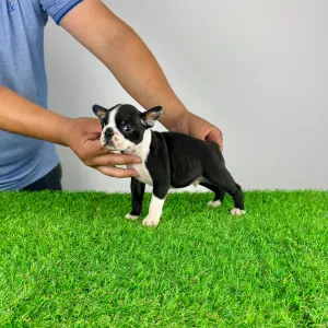 Boston Terrier - Yummy