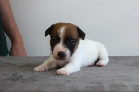 Jack Russell Terrier - Xena