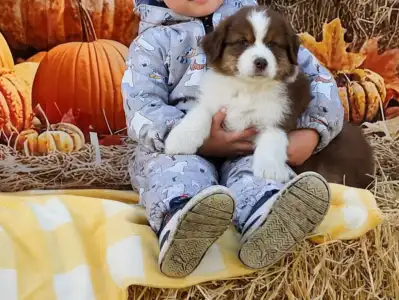 Ausztrál juhászkutya - Caramel Frappe 