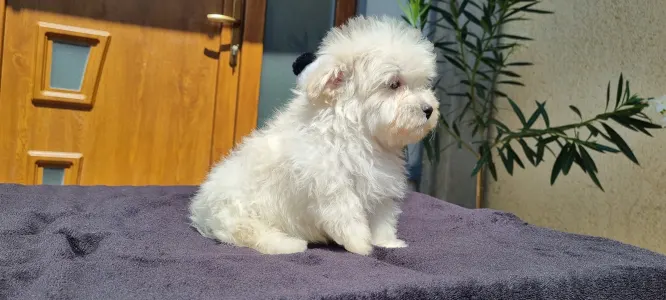 Maltipoo - Kókusz
