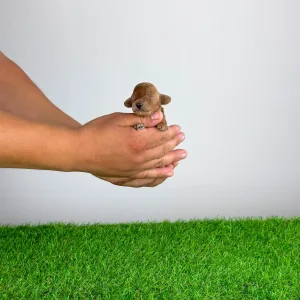 Caniche Toy - Carina