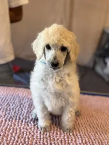 Poodle Standard - White Girl For Pet
