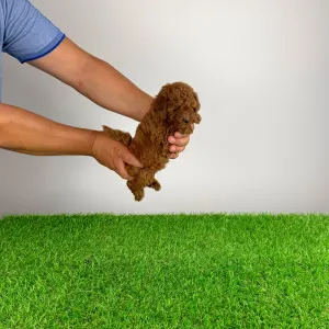 Poodle Miniature - Tini