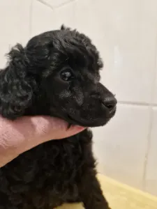 Törpe uszkár - Ajda