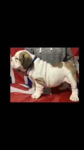 Englische Bulldogge - Edward