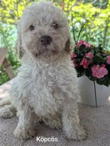 Lagotto Romagnolo - Köpcös