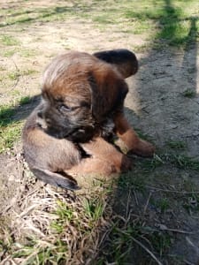 Border Terrier - Cicaűző-Apród