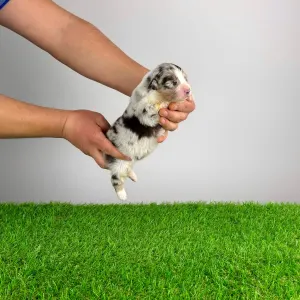 Australian Shepherd - Bennett 