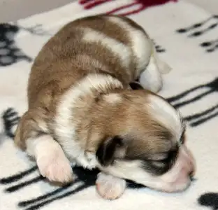 Havanese - Oro De Habana Yuri