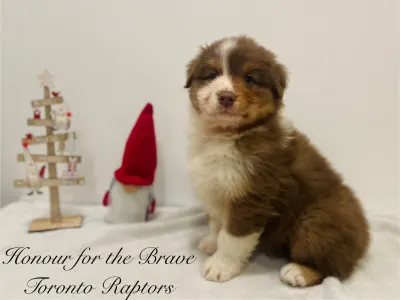 Berger australien - Honour For The Brave Toronto Raptors