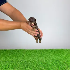 Yorkshire terrier - Hestia