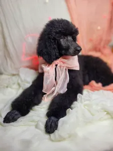 Poodle Standard - Violet