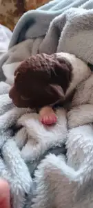 Lagotto Romagnolo - Lagotto Passion Bel Ami Matteo