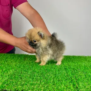 Pomeranian - Annabell
