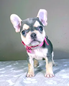 Französische Bulldogge - Amelie