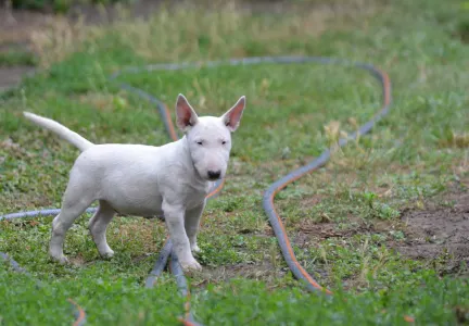 Miniature Bullterrier - Gregory