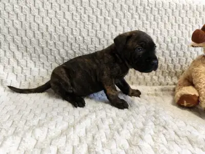 Cane Corso Italiano - Forza Di Diavolo Elinor