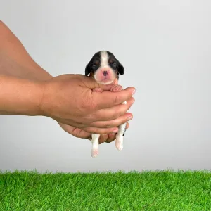 Кавалер кинг-чарльз-спаниель - Milly