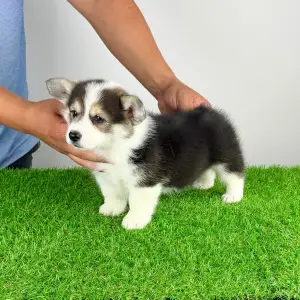 Welsh Corgi Pembroke - Corsa