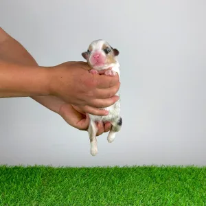 Australian Shepherd - Farello