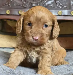 Cavapoo - Milky