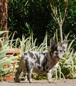 Französische Bulldogge - Dolores