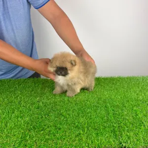 Pomeranian - Horace