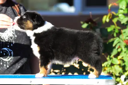 Owczarek astralijski aussie - Winstead New Beginnings Ahead