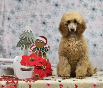 Pudl střední - Milady Of Your Sweetest Dream