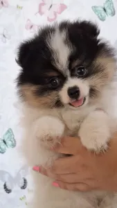 Pomeranian - Csibészke
