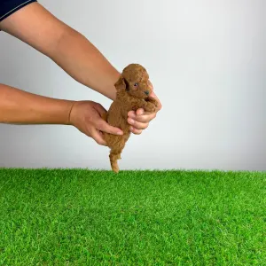 Pudel Toy - Zingo
