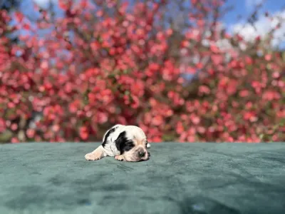 Cocker americano - Blue Roan