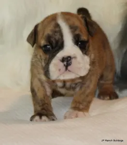 Englische Bulldogge - Bailey